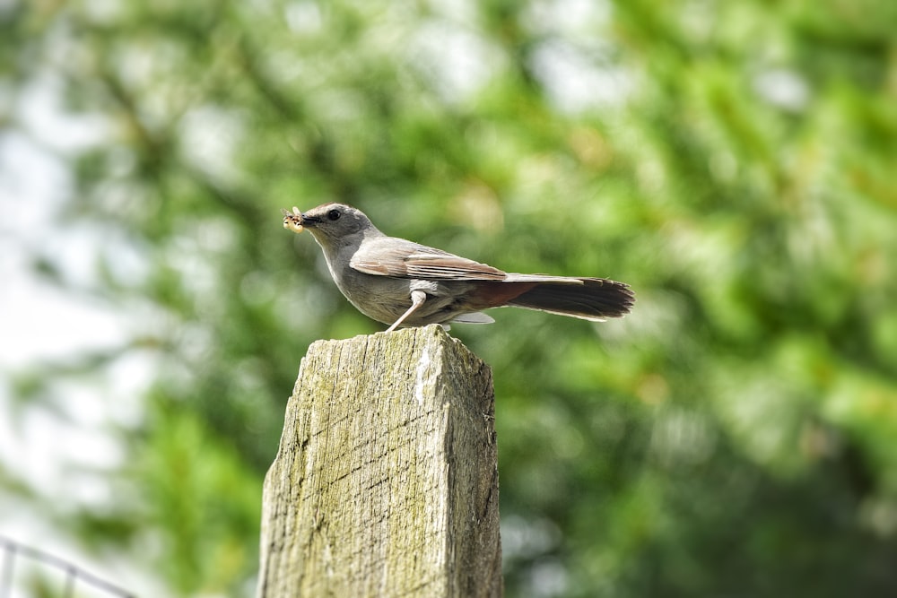 bird on wood