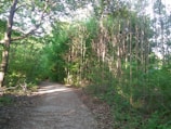 A serene green forest trail in Sulawesi Tengah with sunlight filtering through the leaves