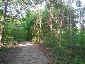 A serene forest trail in Dang district with sunlight filtering through lush green trees.