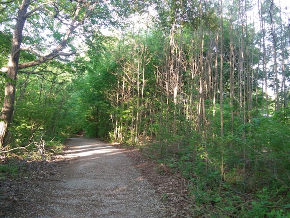A serene green forest trail in Sulawesi Tengah with sunlight filtering through the leaves