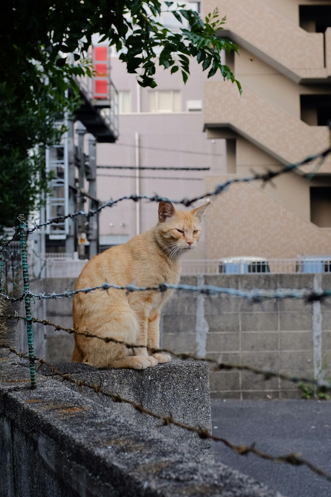 orange tabby cat besides barbed wires