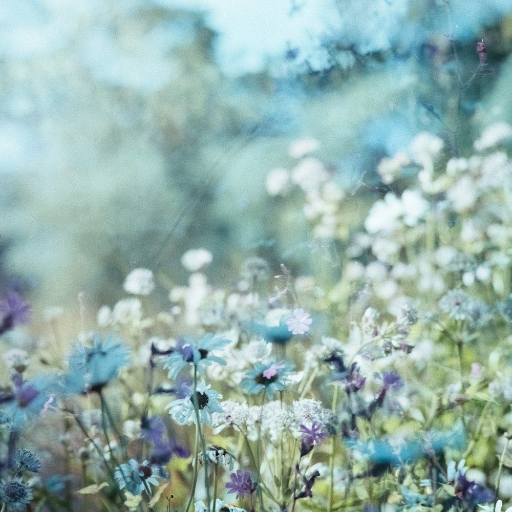 Campo de flores azuis