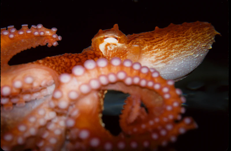 Giant Pacific Octopus (Enteroctopus dofleini)