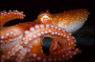 octopus marine google meet background
