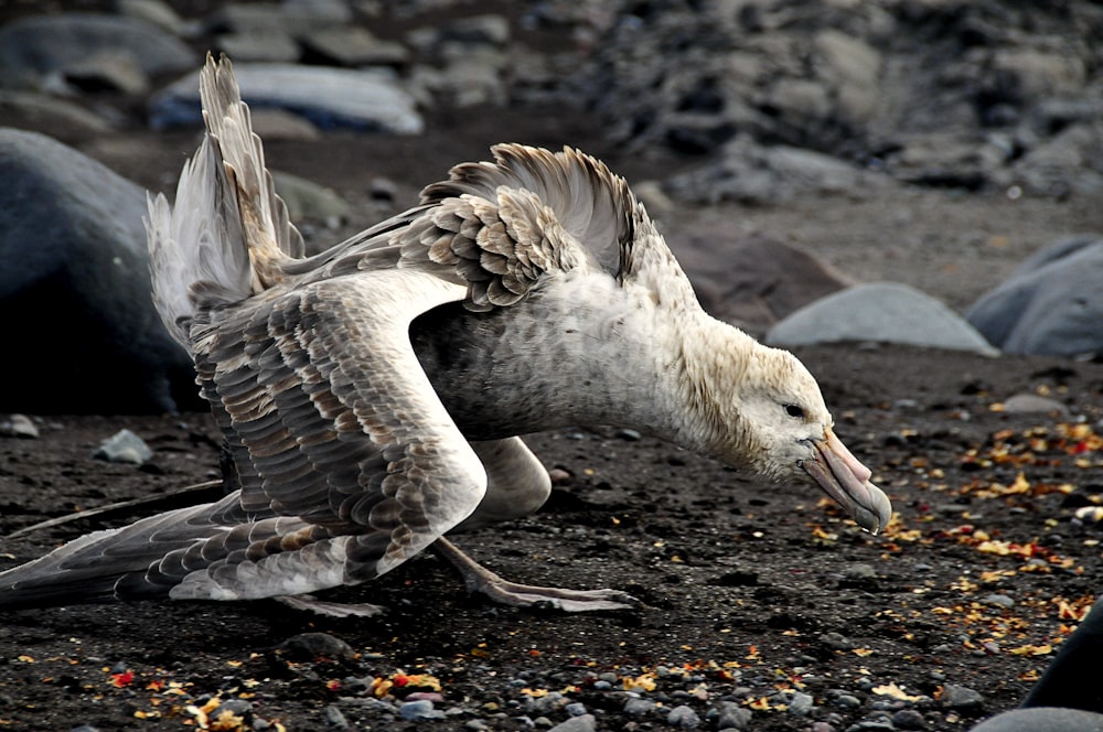 giant petrel