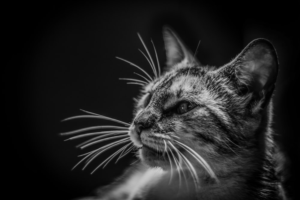 grayscale photo of cat