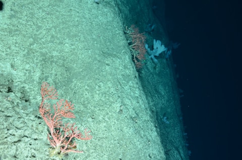 What is the FAO’s “State of World Marine Fishery Resources 2025” report about?