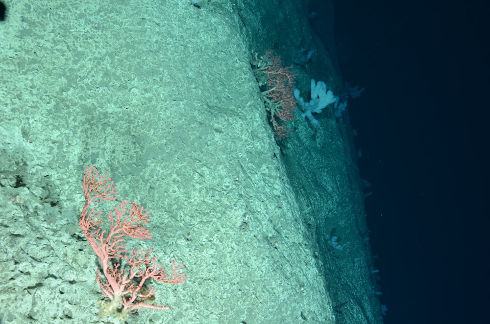corals and seaweed on the bottom of the ocean floor