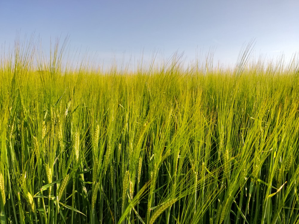 wheat field