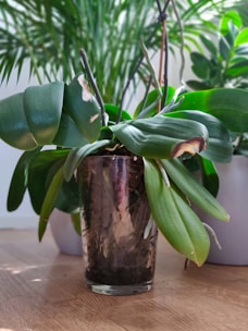 A healthy green plant with broad leaves is placed in a transparent glass vase filled with soil. The plant is situated in a well-lit room, possibly by a window, with additional foliage visible in the background. The leaves appear vibrant with some minor damage, adding a touch of natural imperfection.