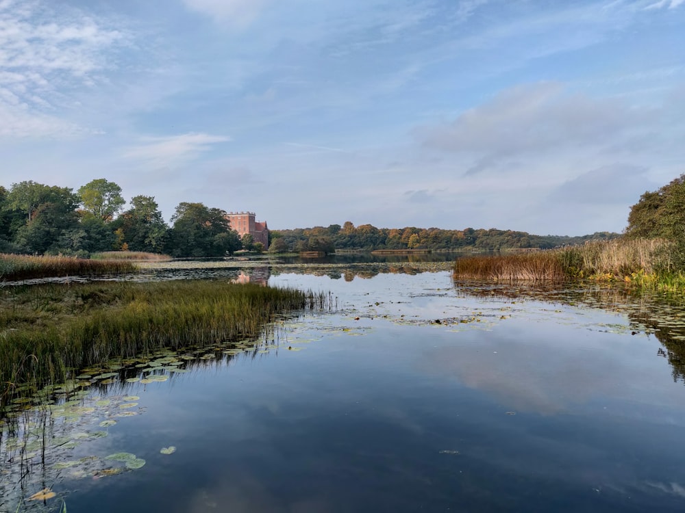 Hierba verde y lago