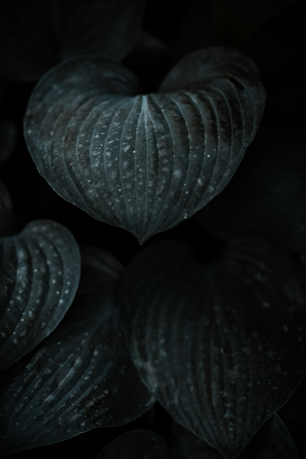 a close up of a leaf with water droplets on it