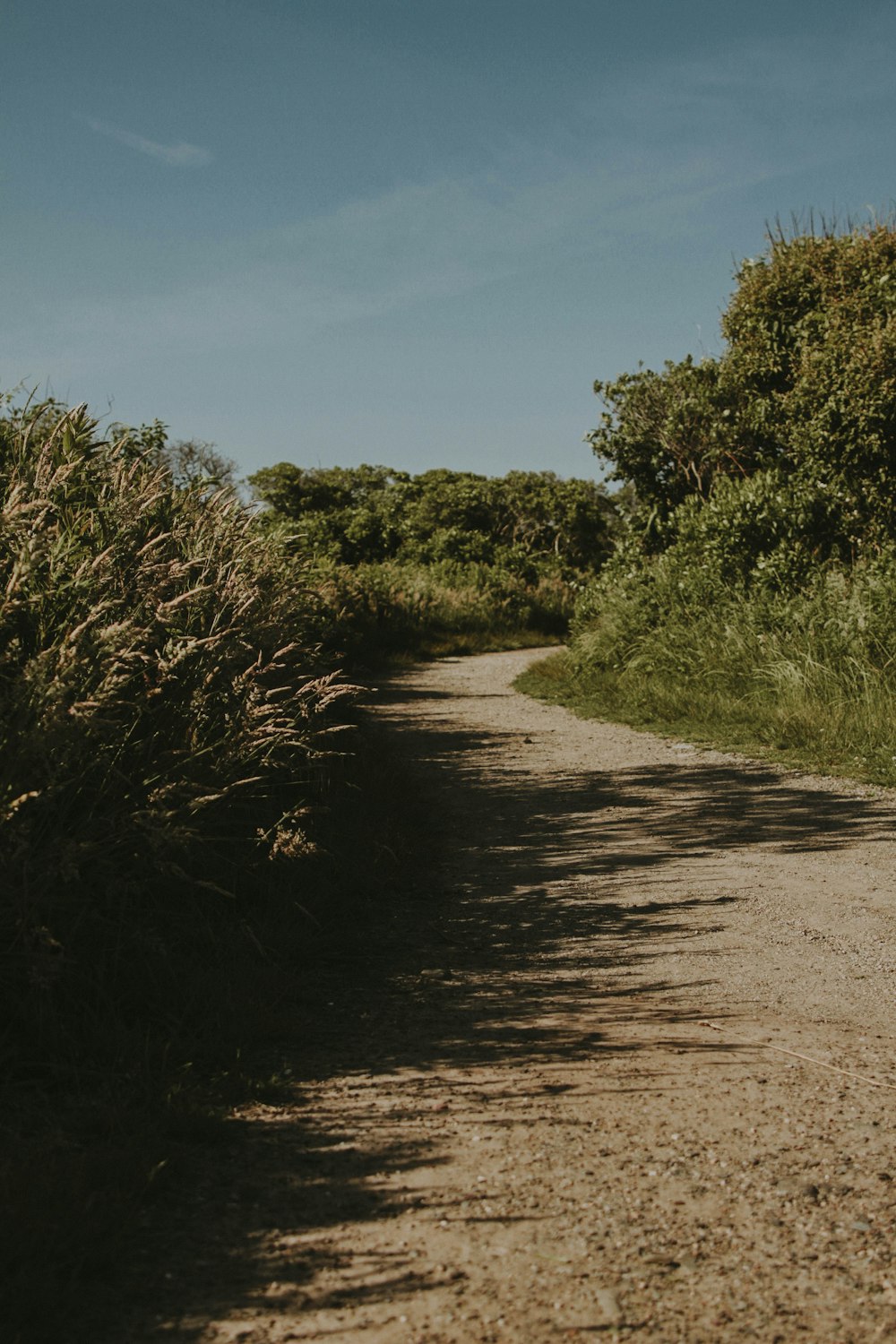 trees near pathway during daytime