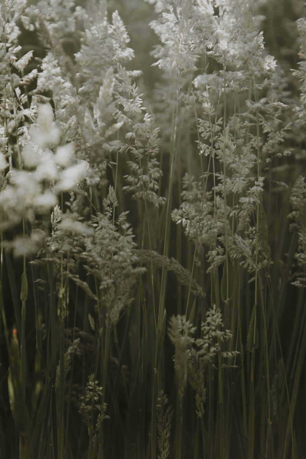 shallow focus photo of green plants