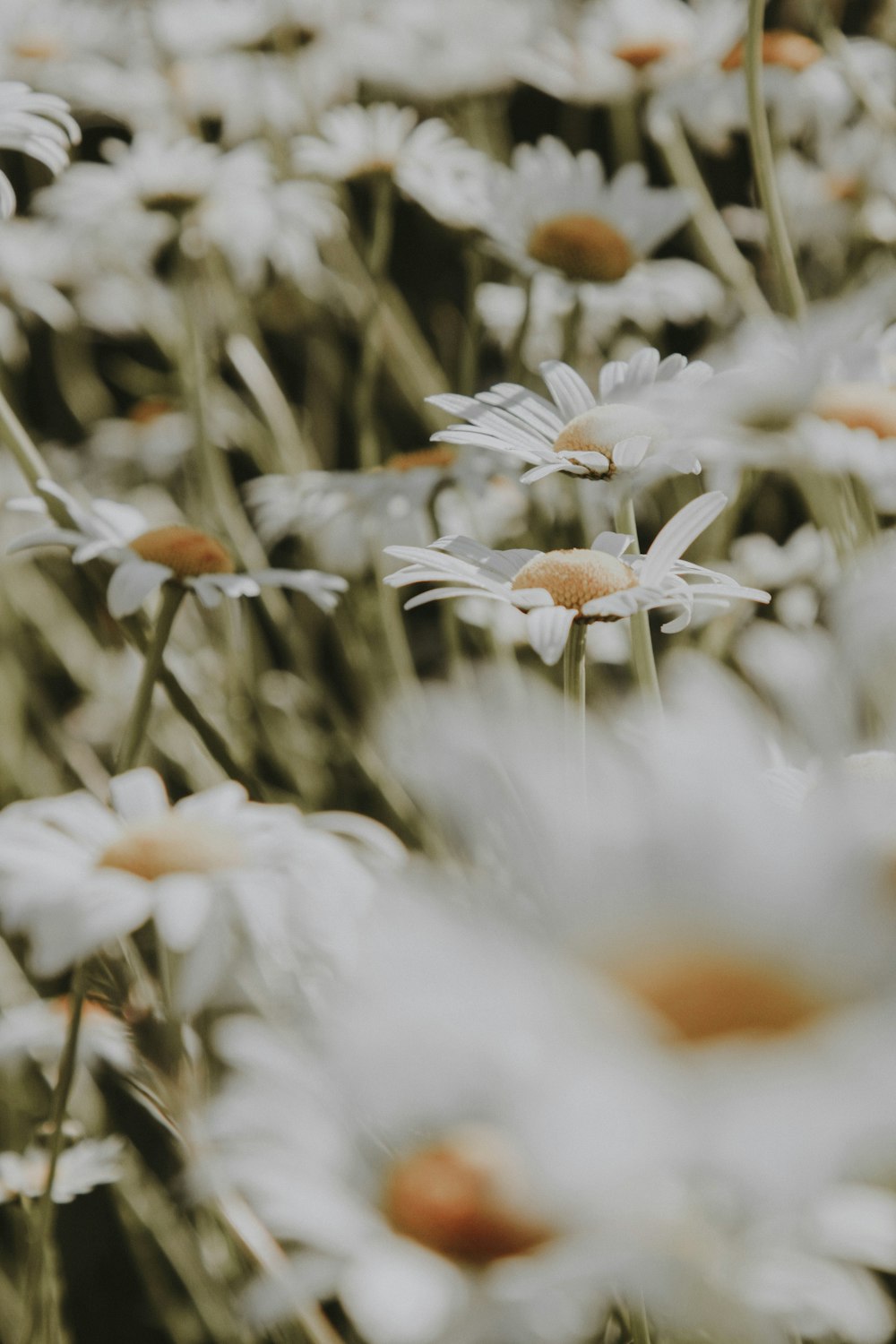 white daisy flowers