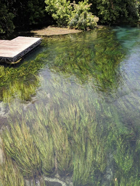 grasses underwater near dock san marcos texas river