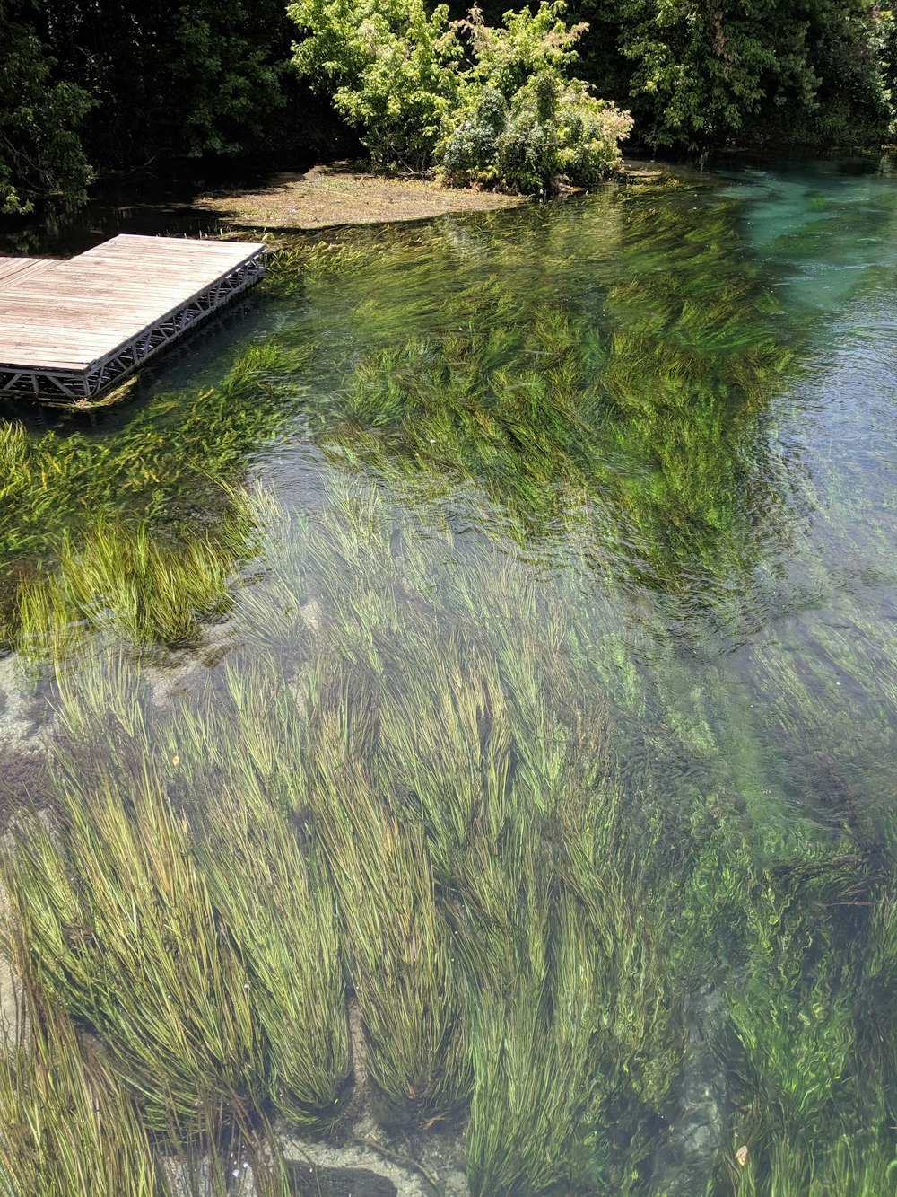 grasses underwater near dock