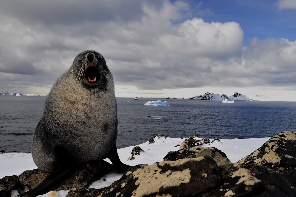 sealion on rock near body of water