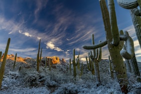 cactus under cloudy sky during daytime