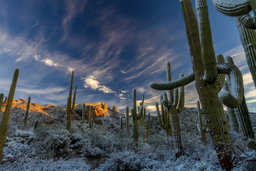 cactus bajo cielo nublado durante el día