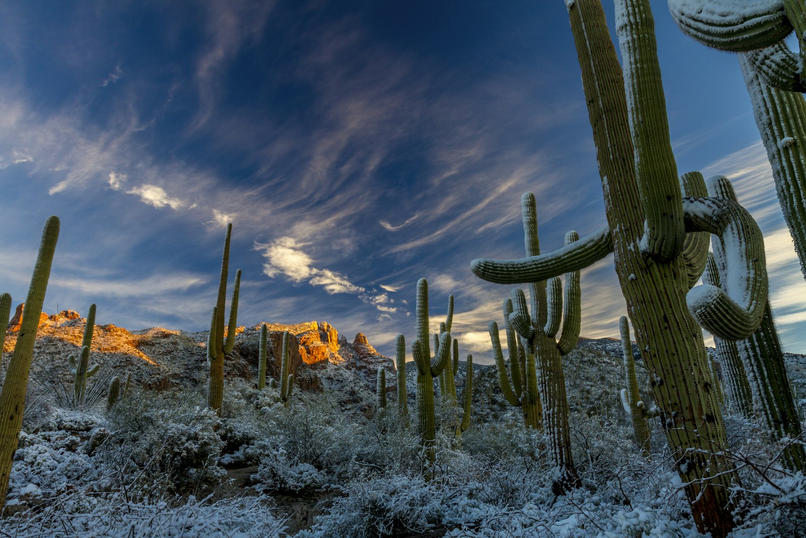 Canon EOS 7D + Canon EF 17-40mm F4L USM sample photo. Cactus under cloudy sky photography