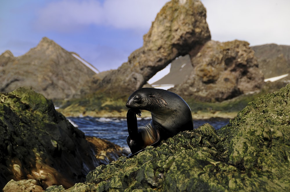 Antarctic fur seal