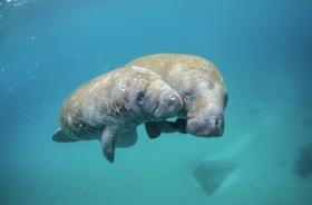 Mother manatee and calf swimming