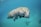 Mother manatee and calf swimming