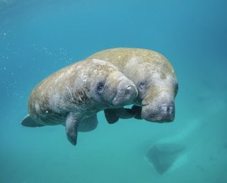 Mother manatee and calf swimming