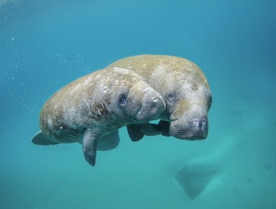 Mother manatee and calf swimming