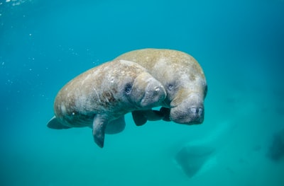 mother manatee and calf swimming marine zoom background