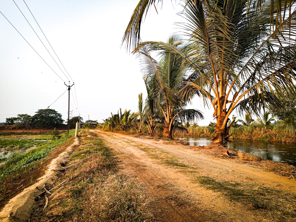 coconut palm tree near body of water