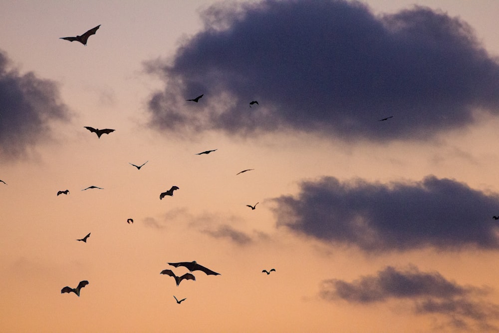 oiseaux sur le ciel