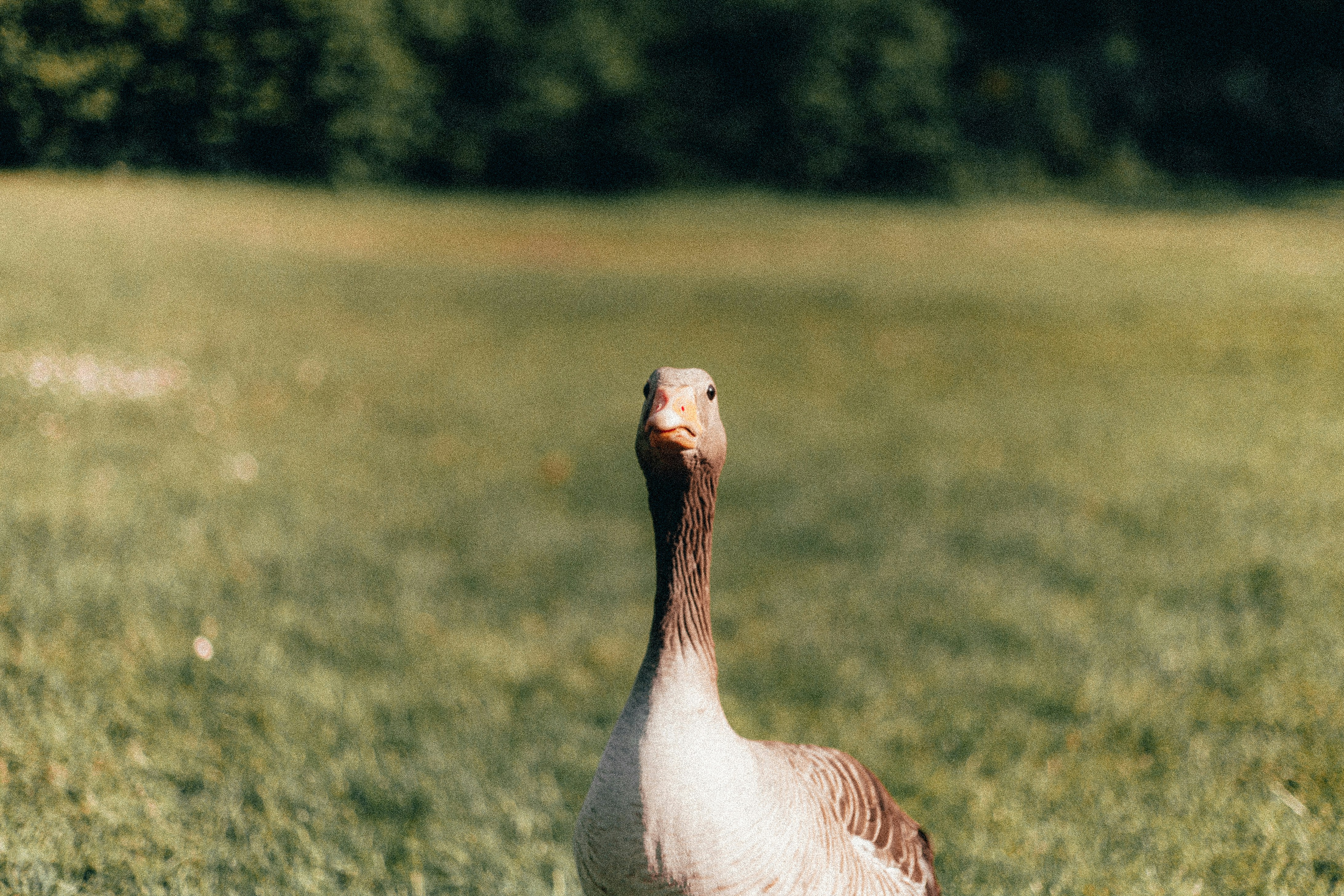 goose image
