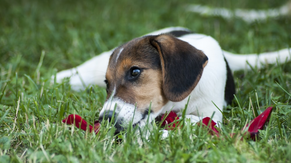 tricolor beagle on grass