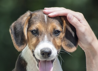 person petting beagle