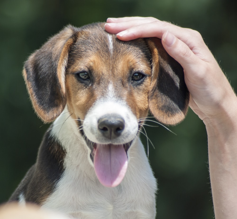 person petting beagle