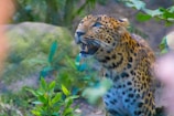 A leopard with striking patterns on its fur, mouth open as if roaring, surrounded by lush green foliage and natural environment. The animal appears alert and focused, with sharp eyes looking ahead.