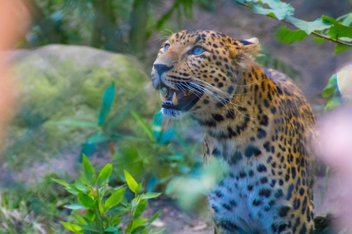 A leopard with striking patterns on its fur, mouth open as if roaring, surrounded by lush green foliage and natural environment. The animal appears alert and focused, with sharp eyes looking ahead.