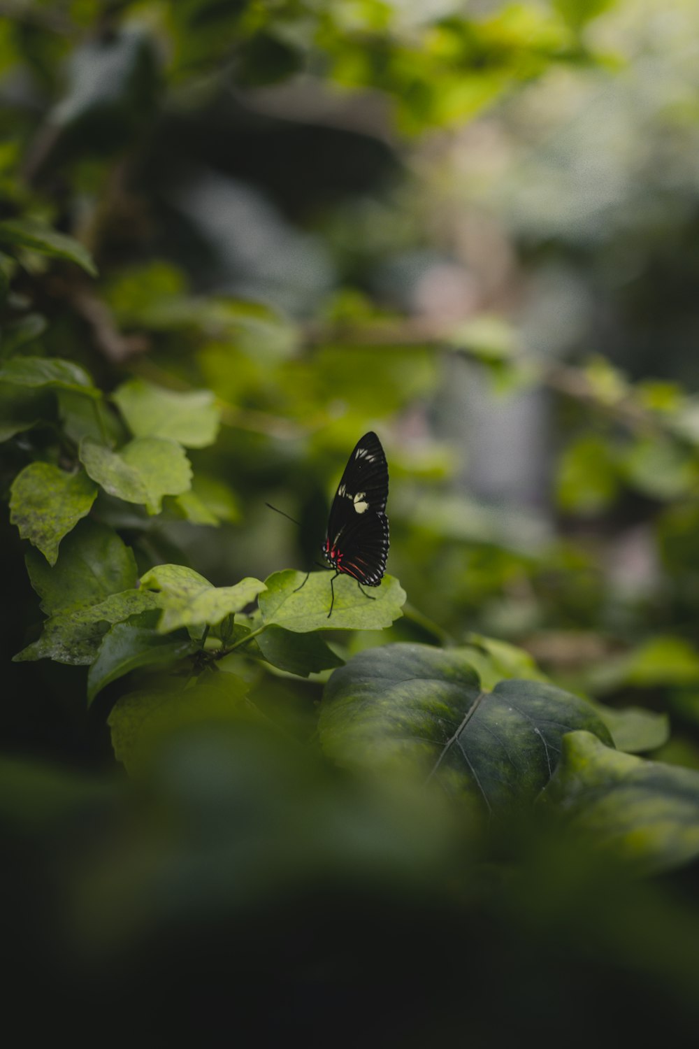 black butterfly on leaves