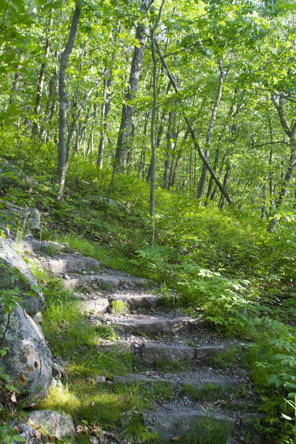 concrete stair surrounded with trees