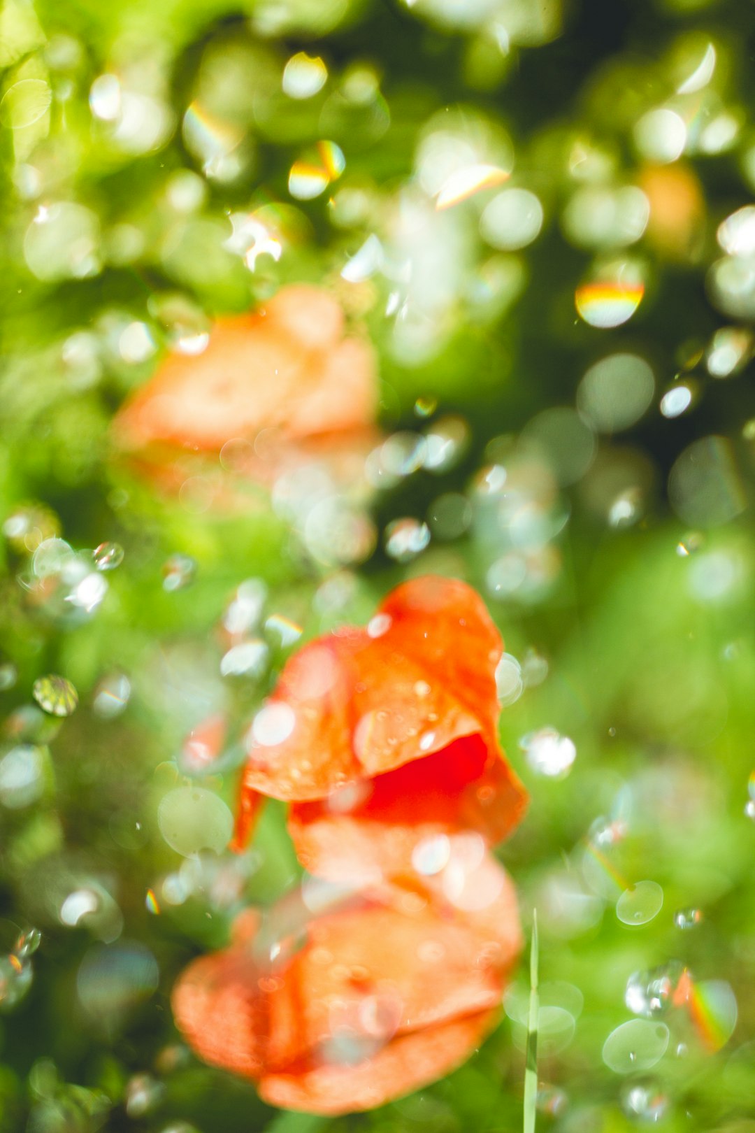 selective focus photography of orange flower