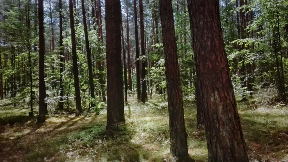 forest at daytime