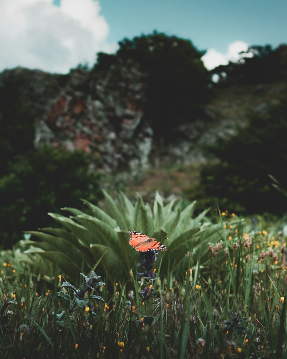 orange and gray butterfly near green leaf plants