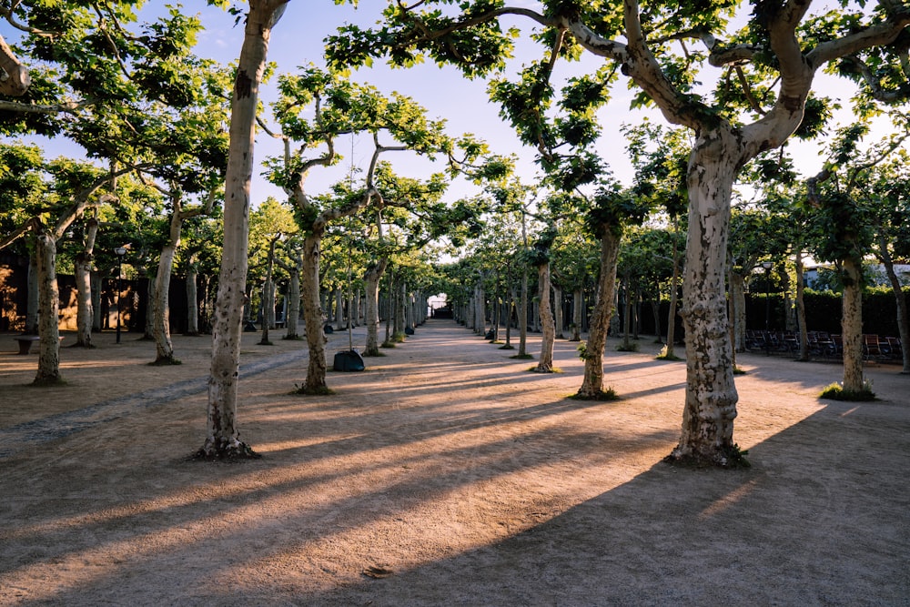 landscape photography of rows of trees