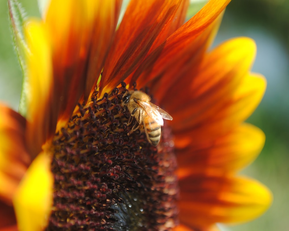 selective focus photography of honeybee on flower