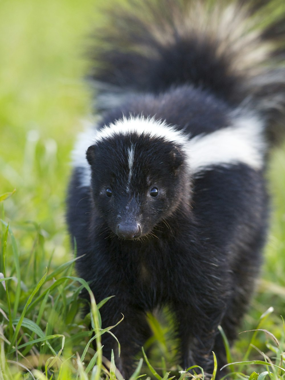 selective focus photography of skunk