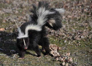 black and white skunk