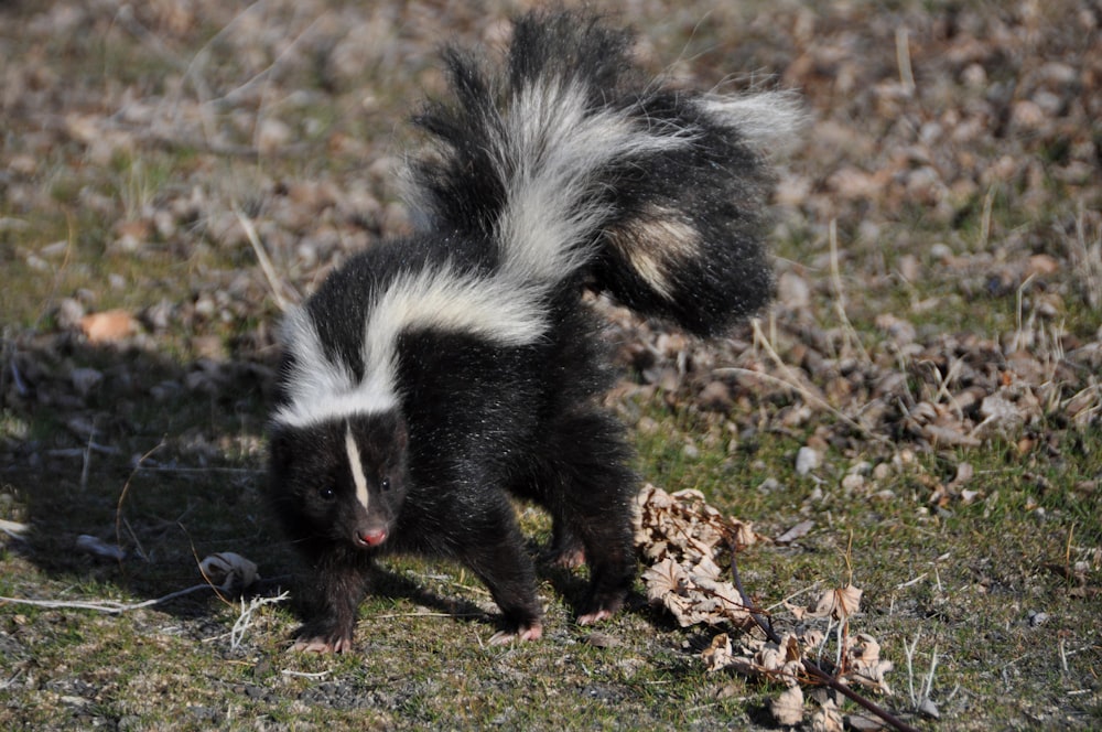 Skunk blanco y negro