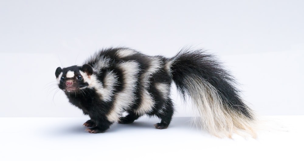 black and white skunk